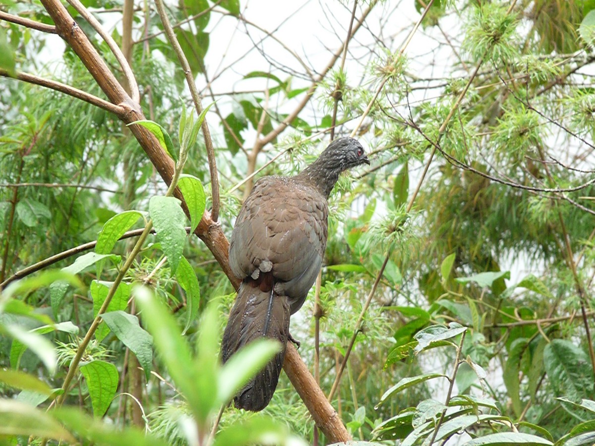 Andean Guan - ML581269411