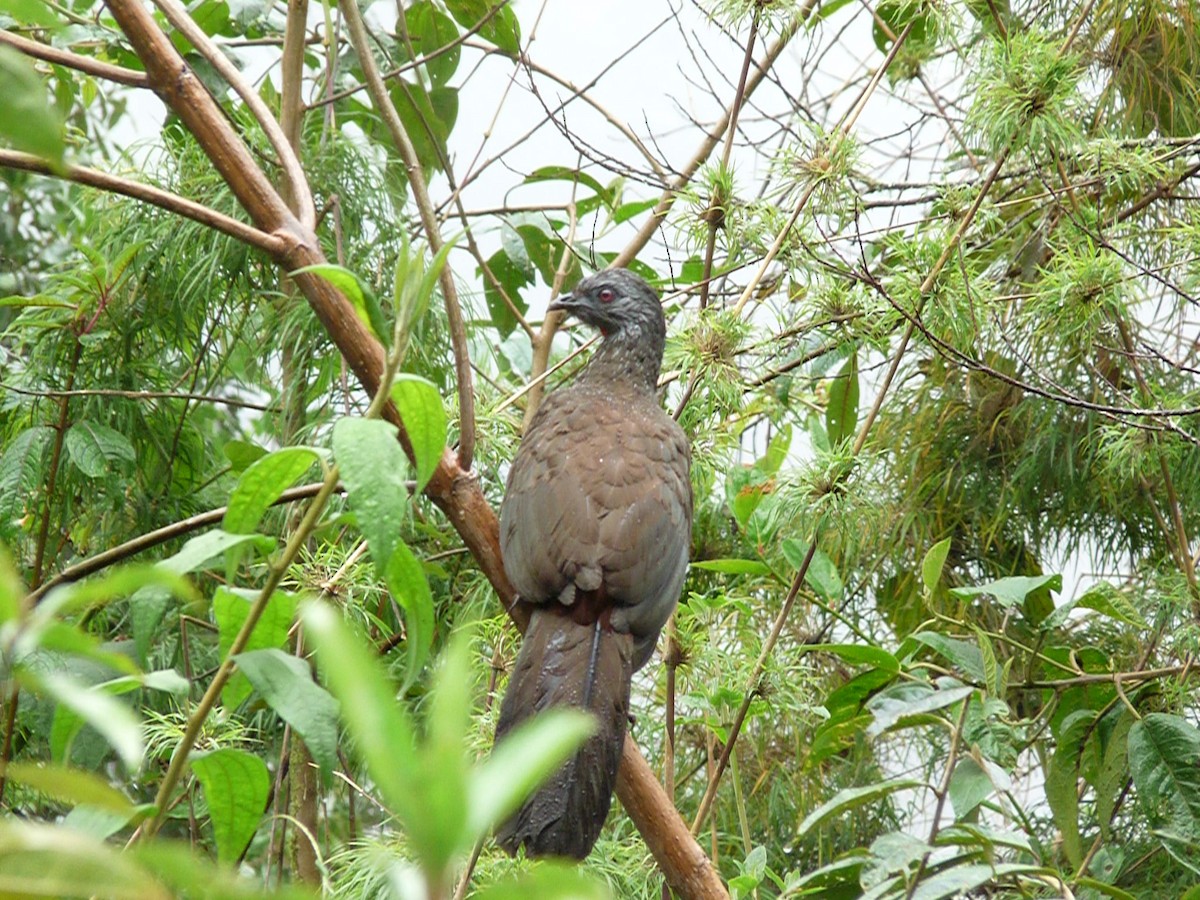 Andean Guan - ML581269421