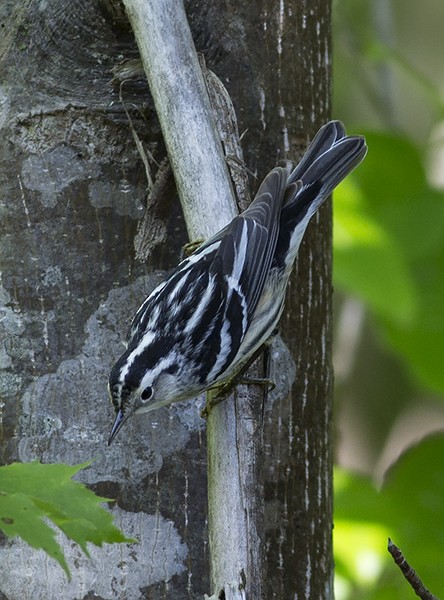 Black-and-white Warbler - ML58127261
