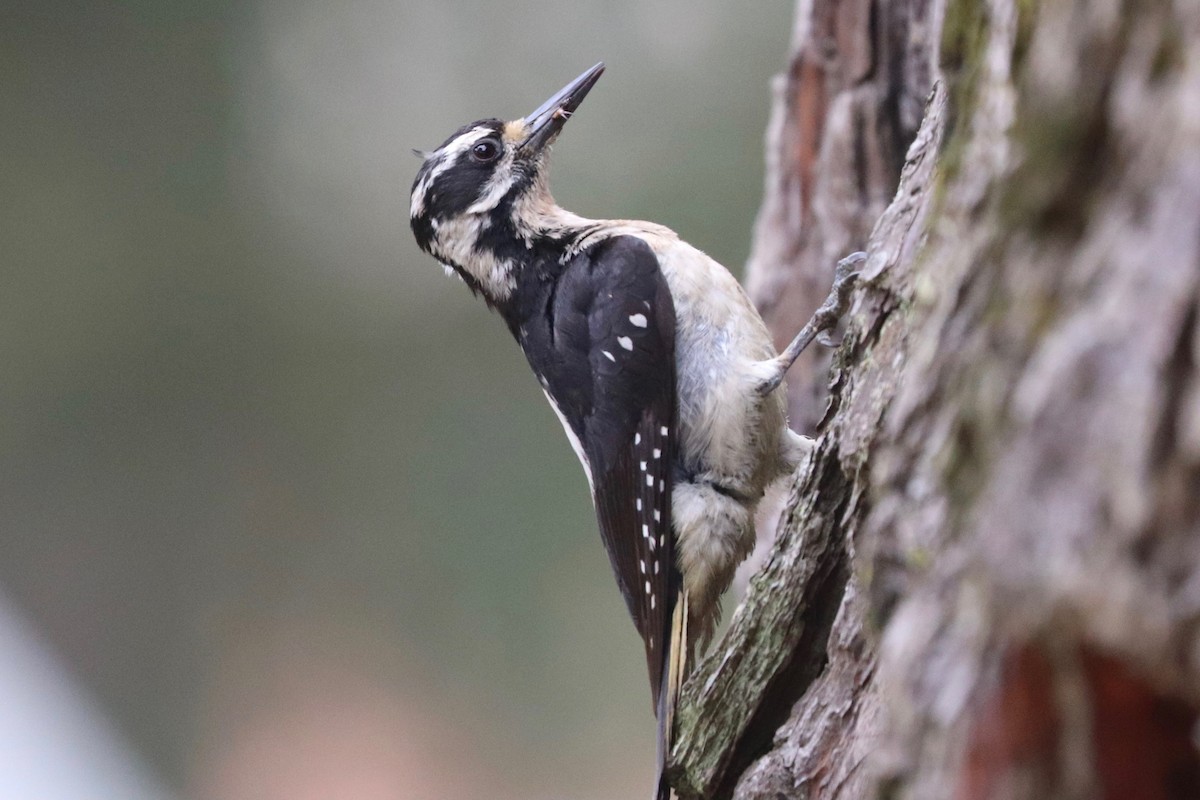 Hairy Woodpecker - ML581276001