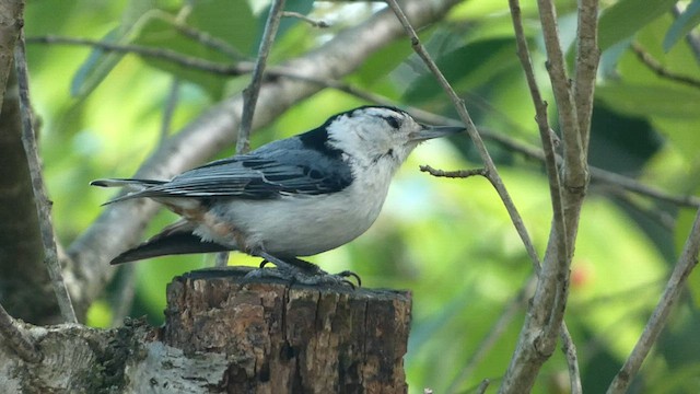 White-breasted Nuthatch - ML581276391