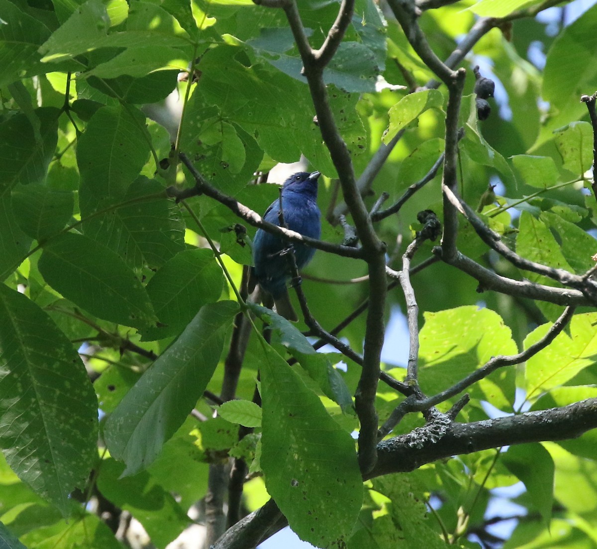 Indigo Bunting - ML581276561