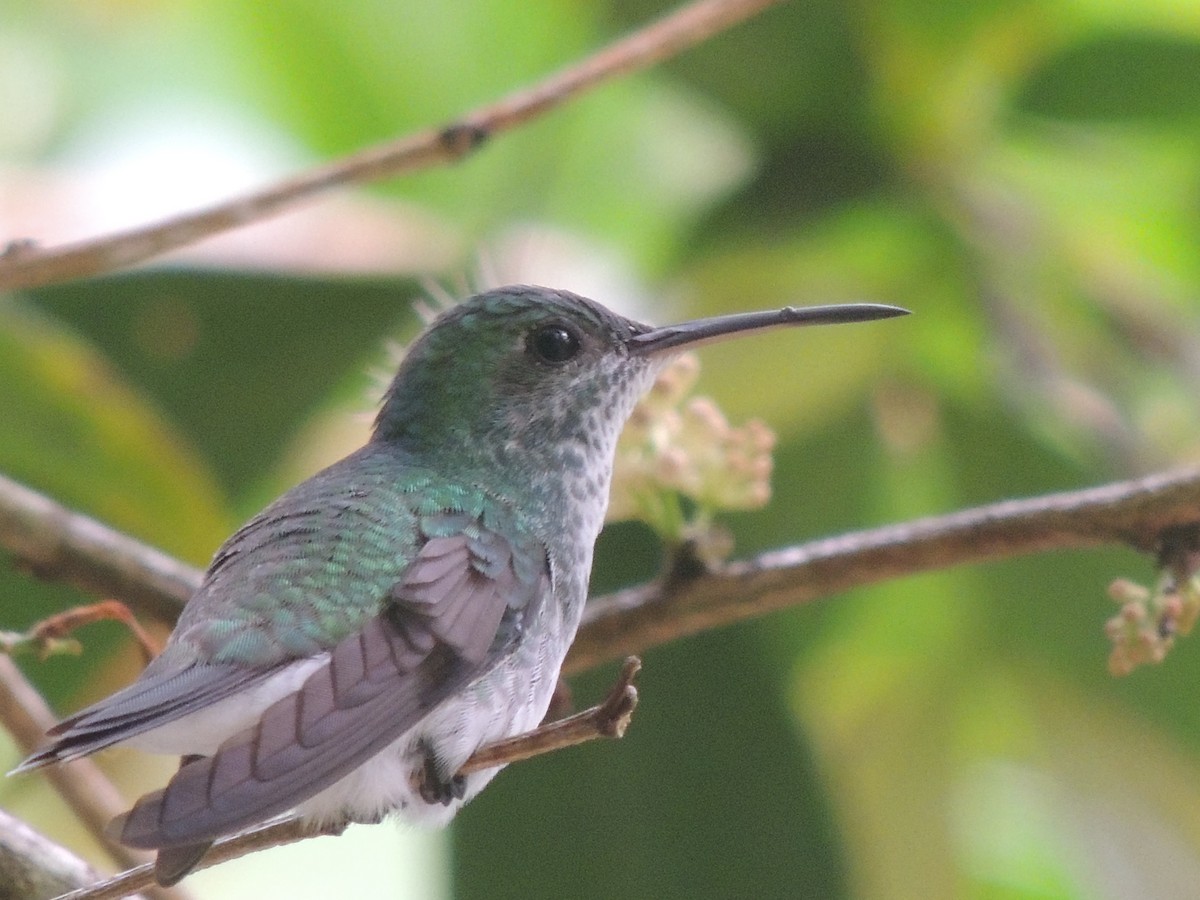 Mangrove Hummingbird - ML581276631