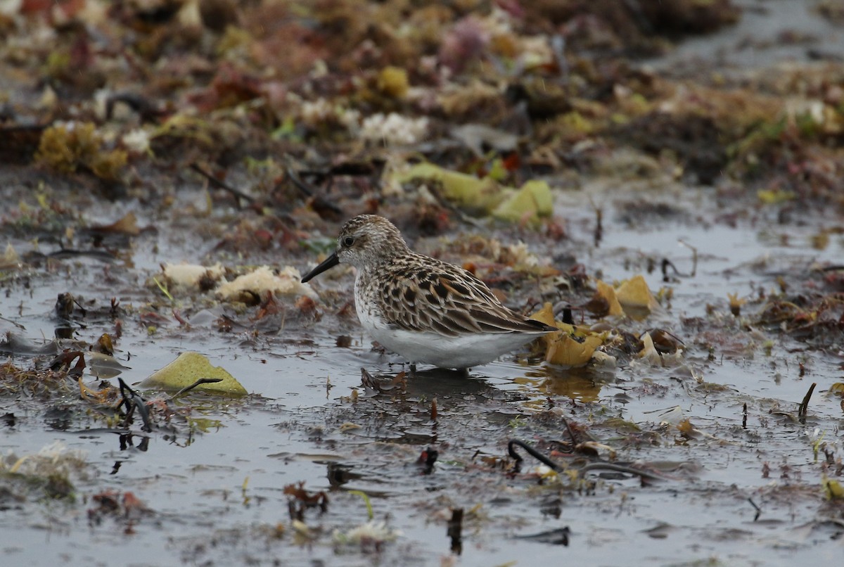 Semipalmated Sandpiper - ML581276881