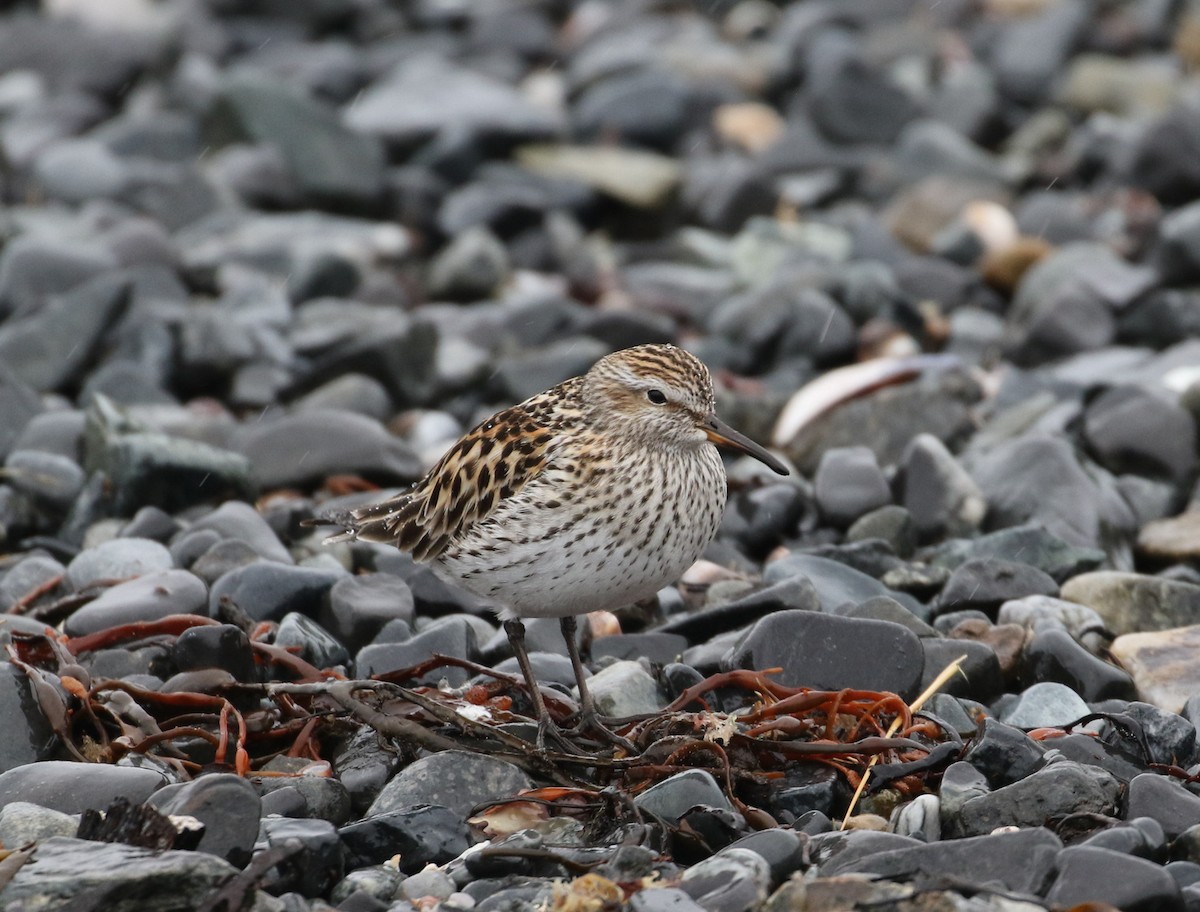 White-rumped Sandpiper - ML581276921