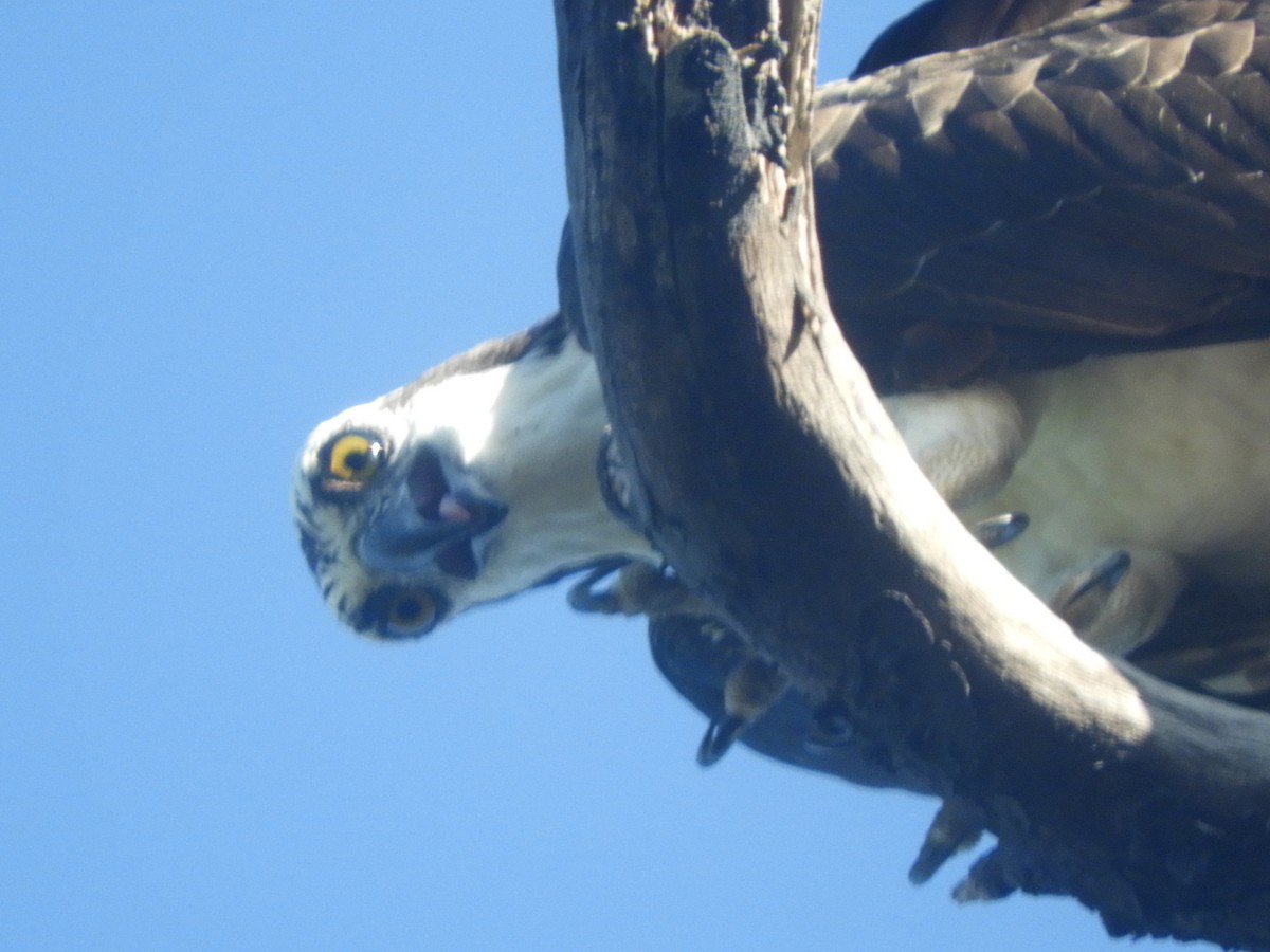 Osprey - ML581277221