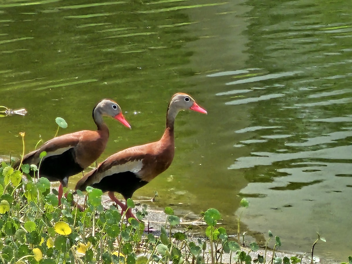 Black-bellied Whistling-Duck - ML581277741