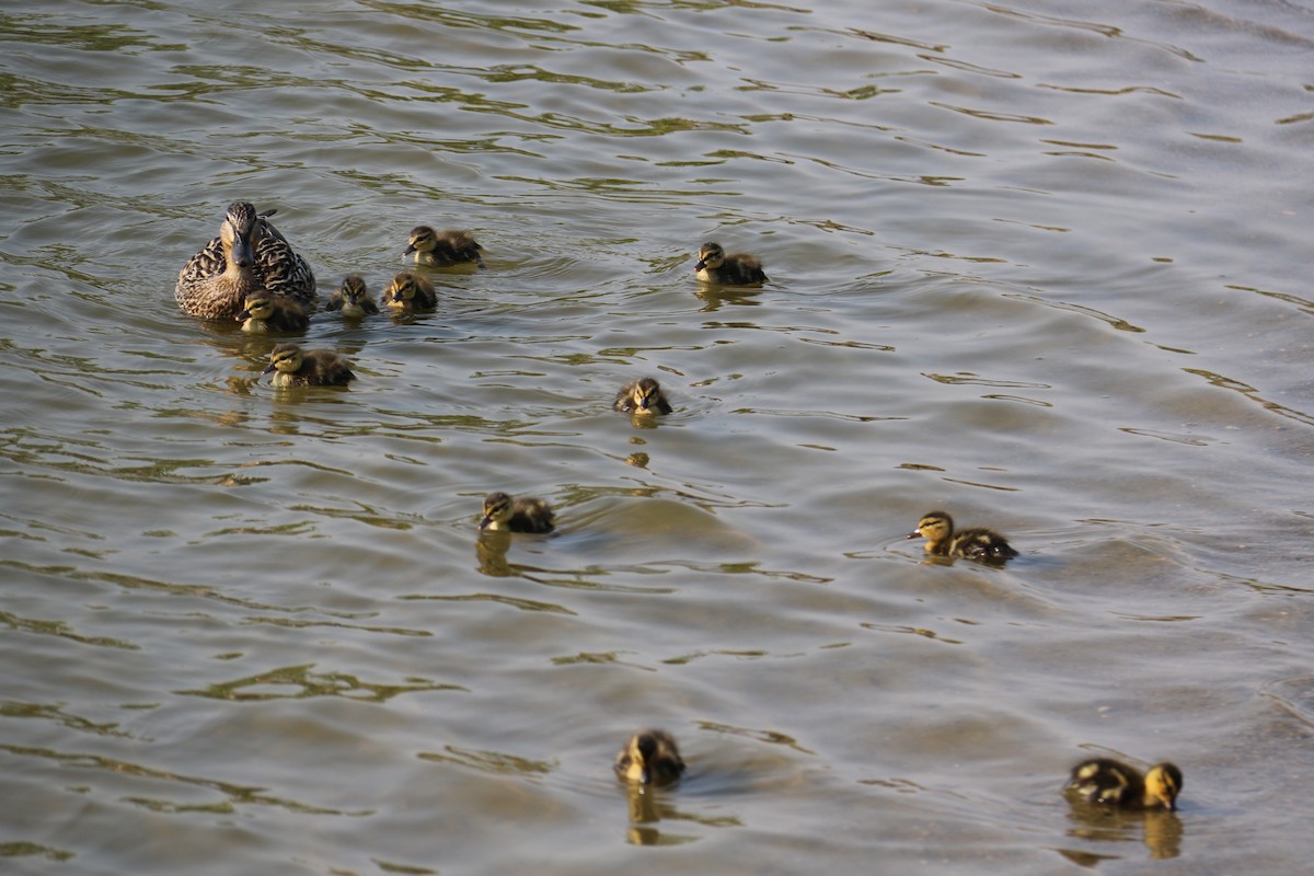 Mallard - Joe Baldwin