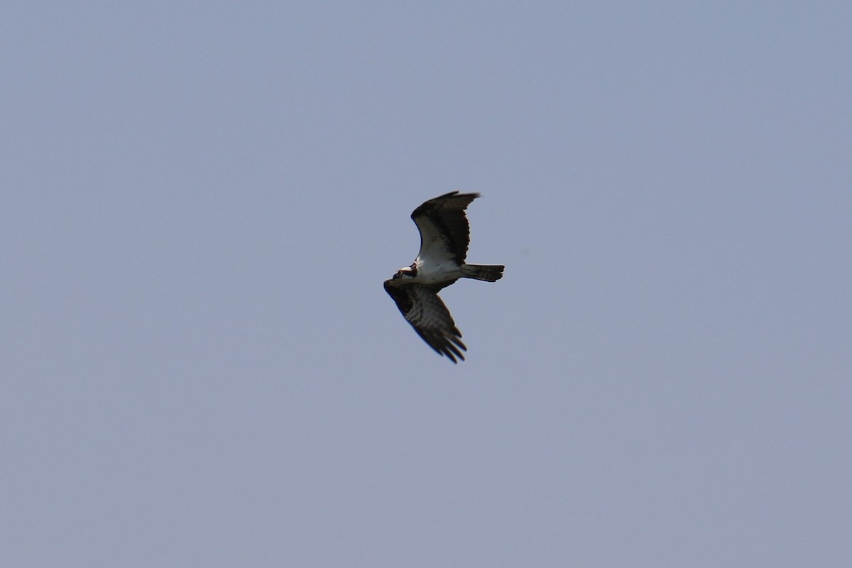 Balbuzard pêcheur - ML581277891