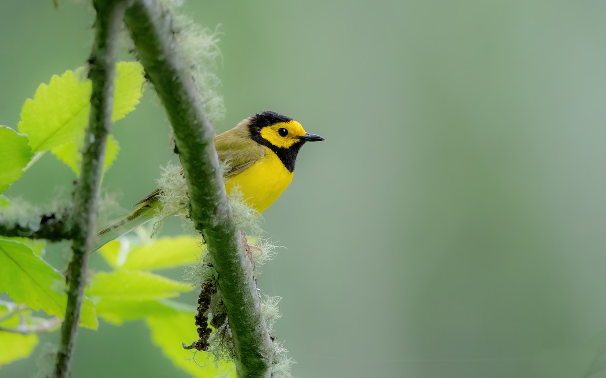 Hooded Warbler - Derek Lecy