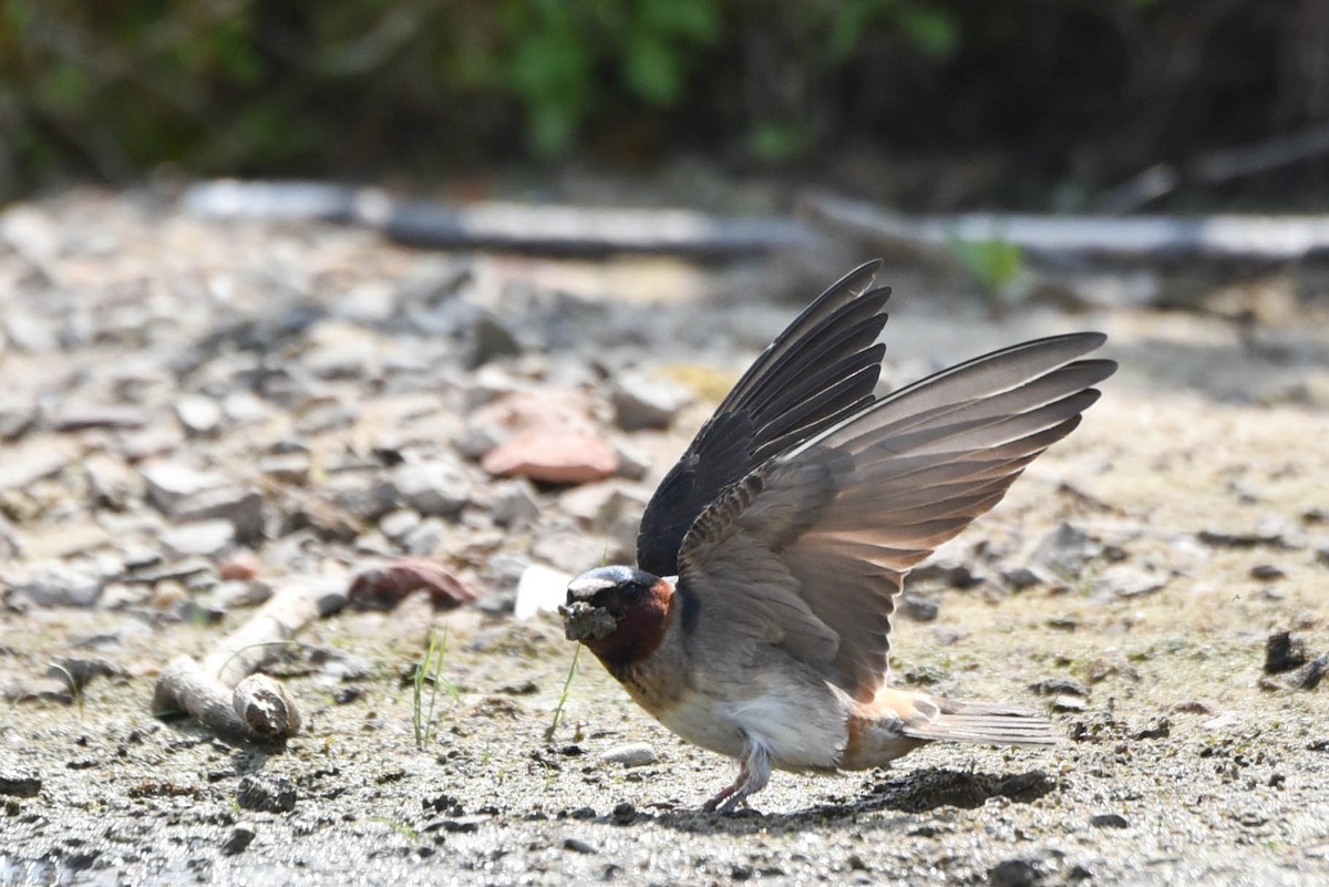 Cliff Swallow - Andrea Heine