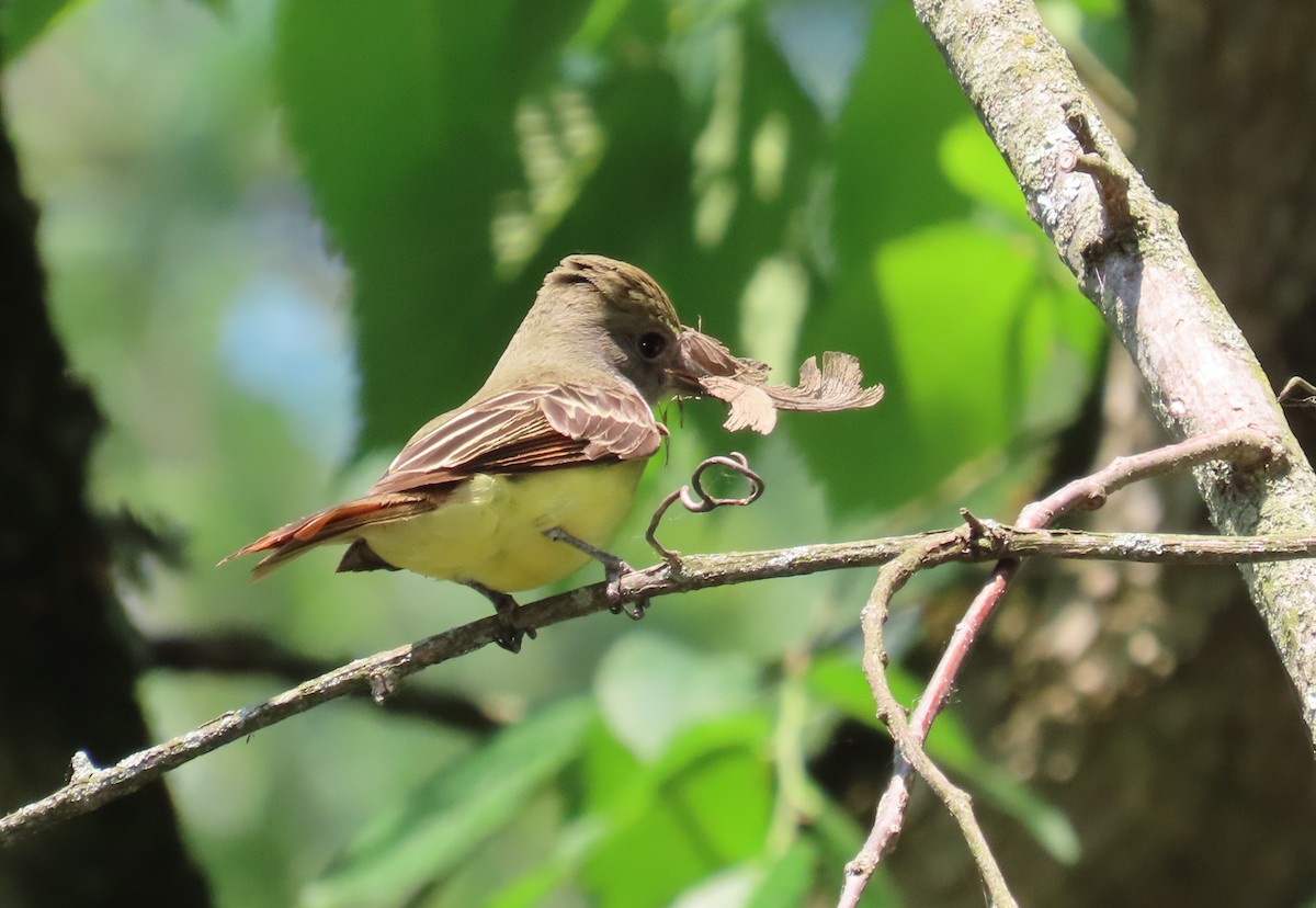 Great Crested Flycatcher - ML581280591