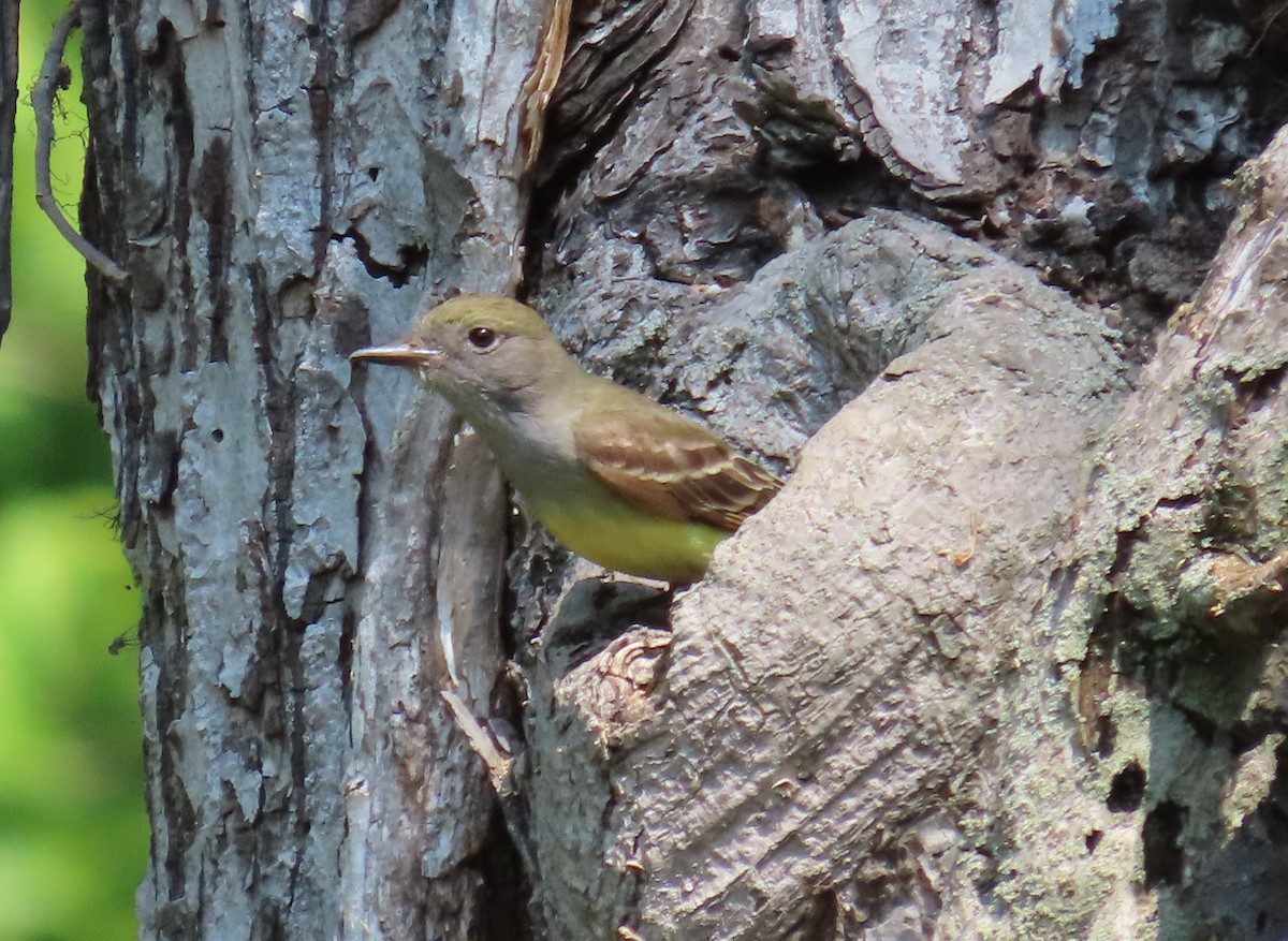 Great Crested Flycatcher - Bennie Saylor