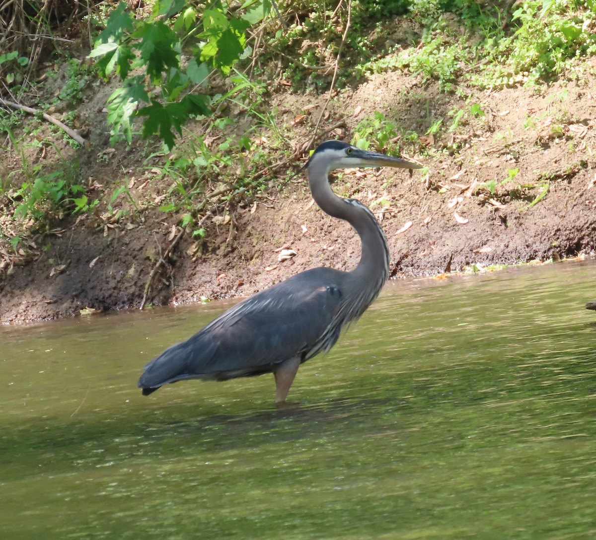 Great Blue Heron - ML581280811