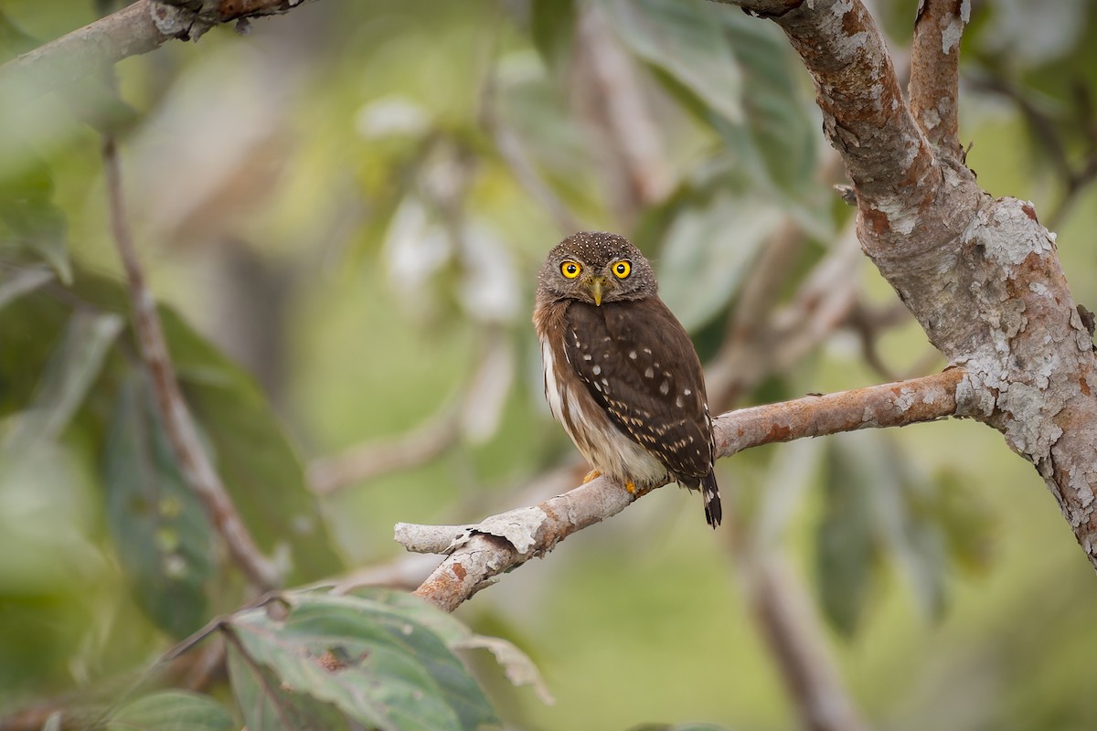 Amazonian Pygmy-Owl - ML581281971