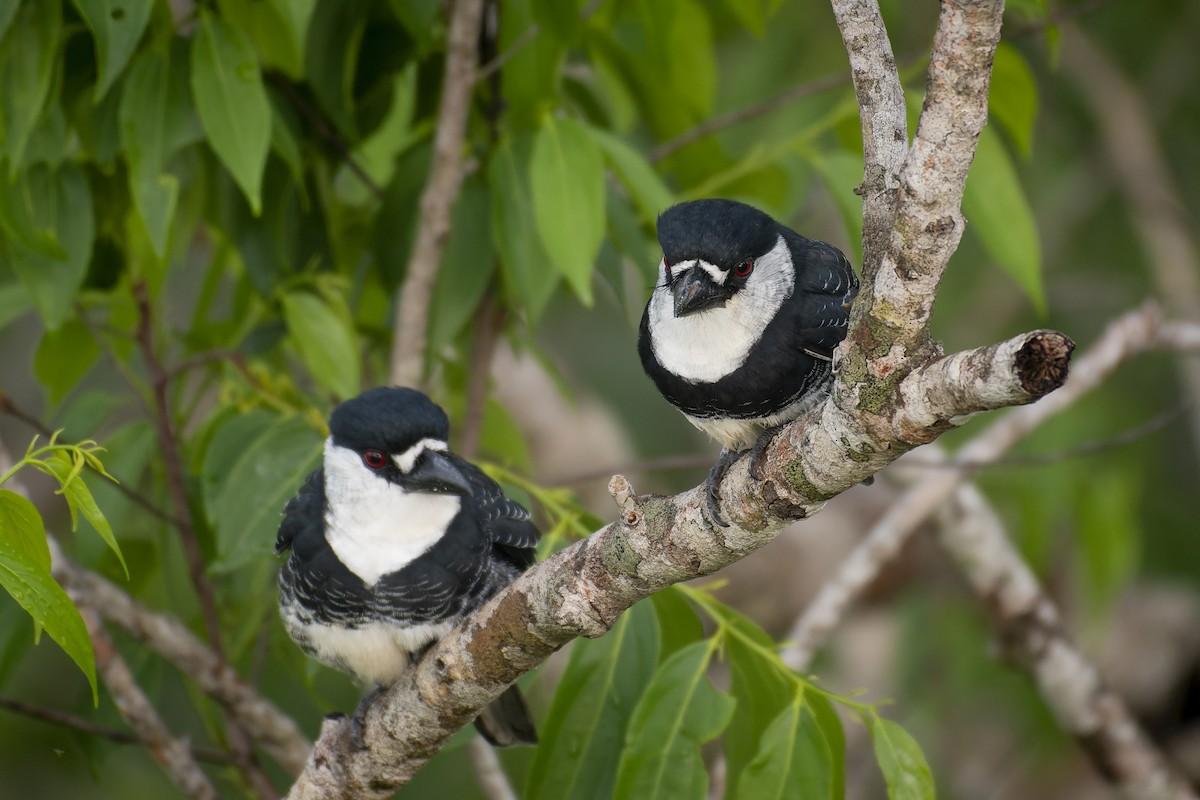 Guianan Puffbird - ML581282021