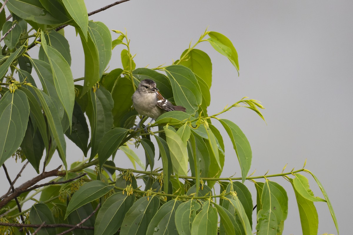 Ash-winged Antwren - Priscilla Diniz