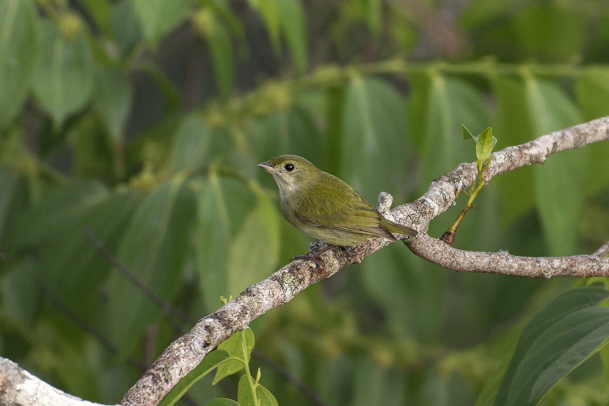 White-throated Manakin - ML581282331