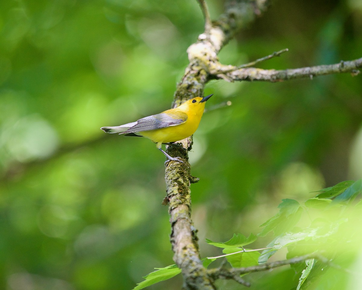 Prothonotary Warbler - Jon Cefus