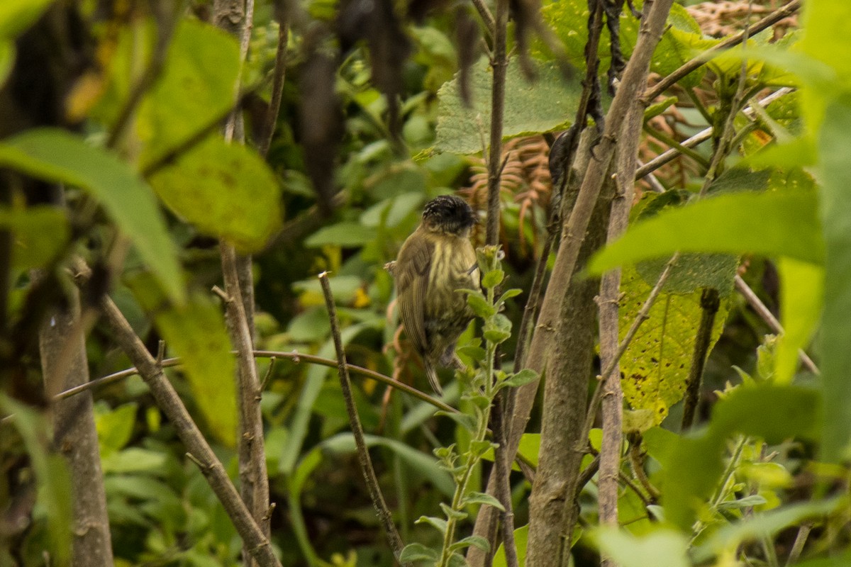Olivaceous Piculet - ML581284621