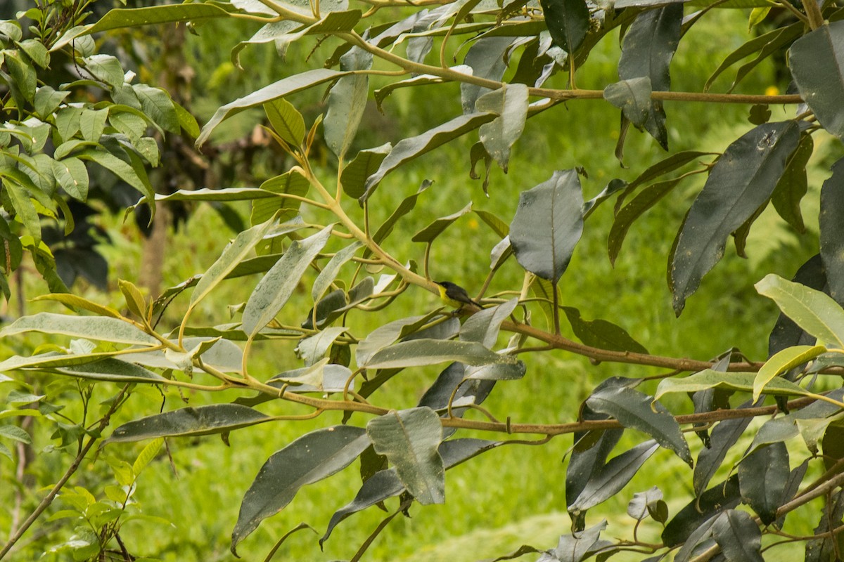 Common Tody-Flycatcher - ML581284721