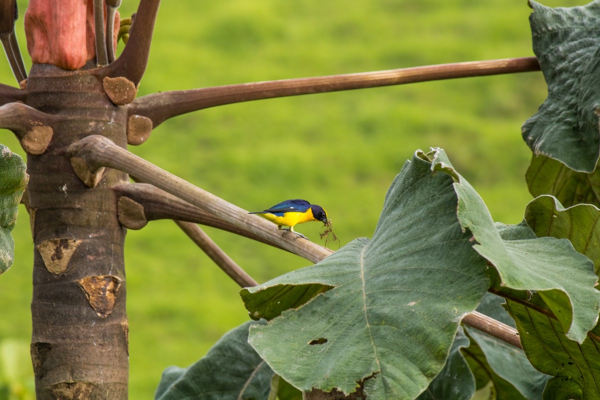 Thick-billed Euphonia - ML581284881