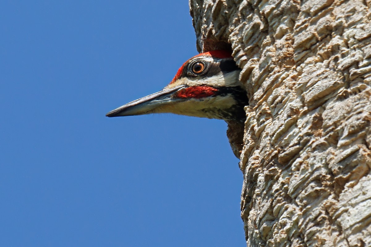 Pileated Woodpecker - ML581284891