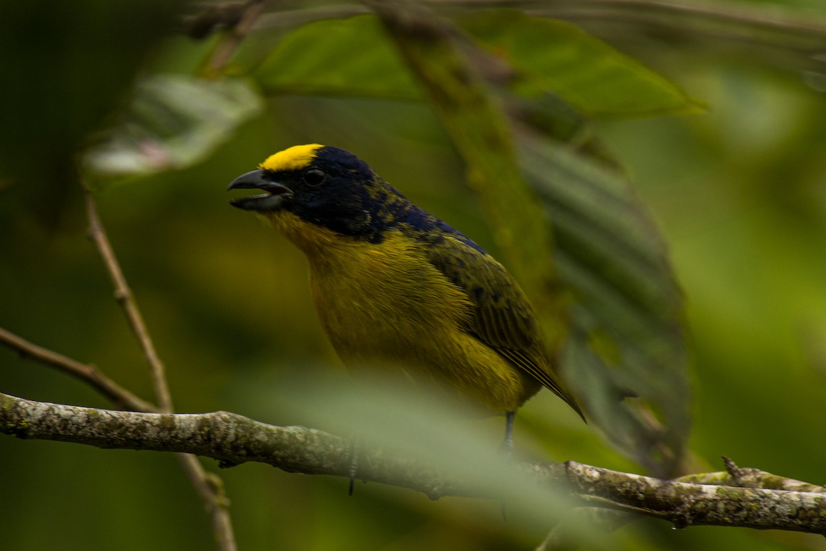 Thick-billed Euphonia - ML581284931