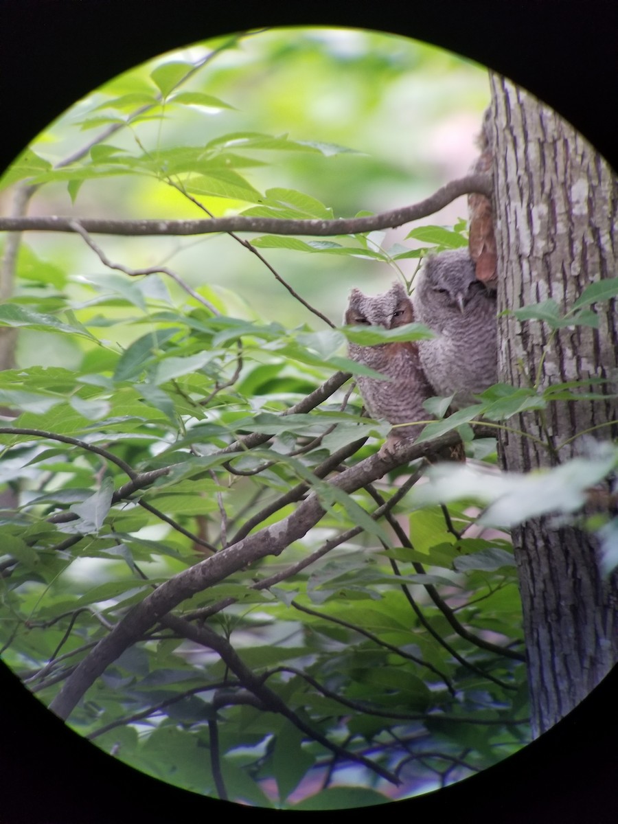 Eastern Screech-Owl - ML581286301