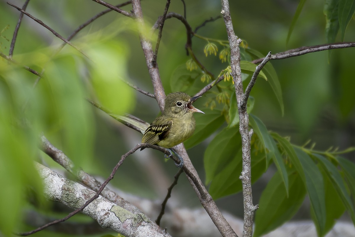 Olive-green Tyrannulet - ML581287241