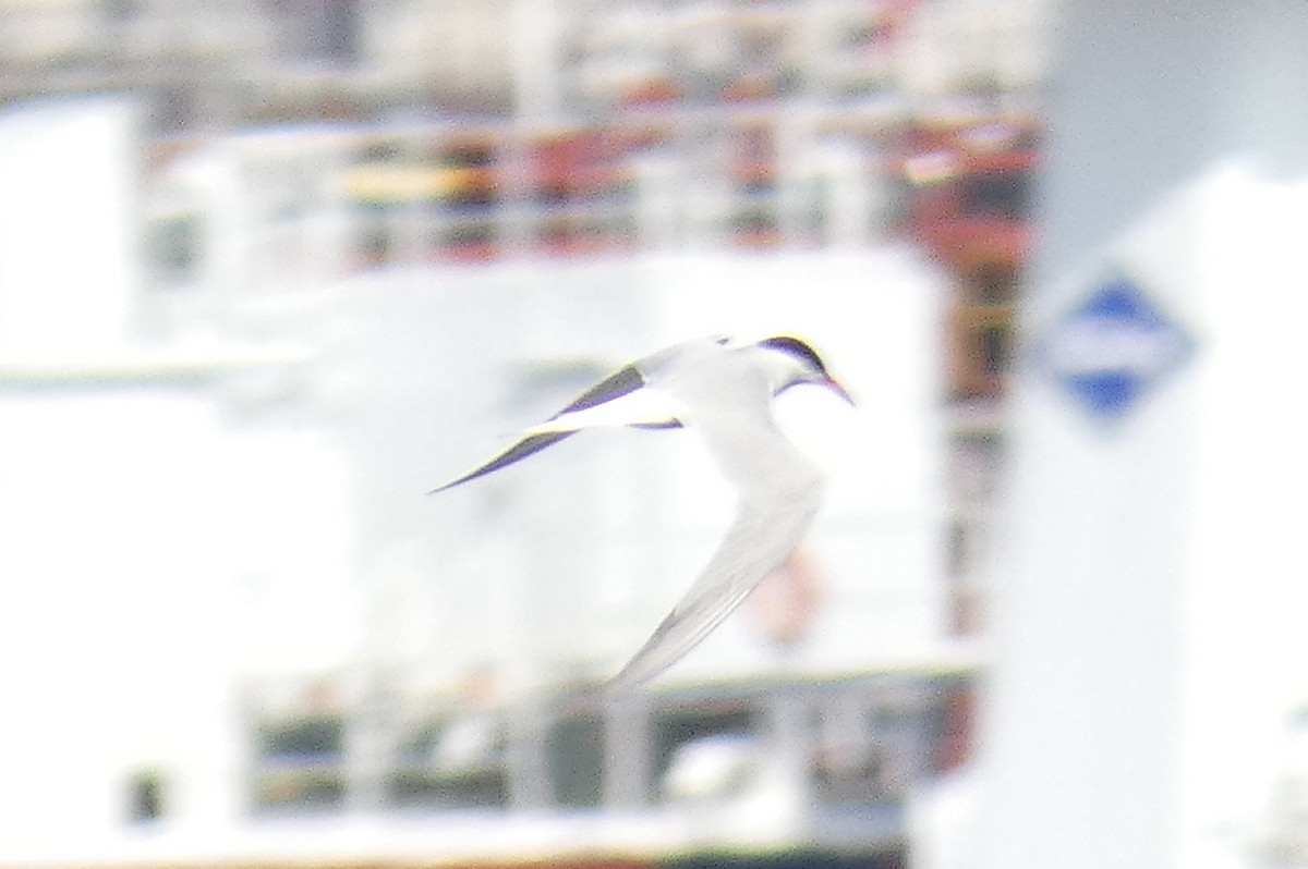 Common Tern - ML581288291