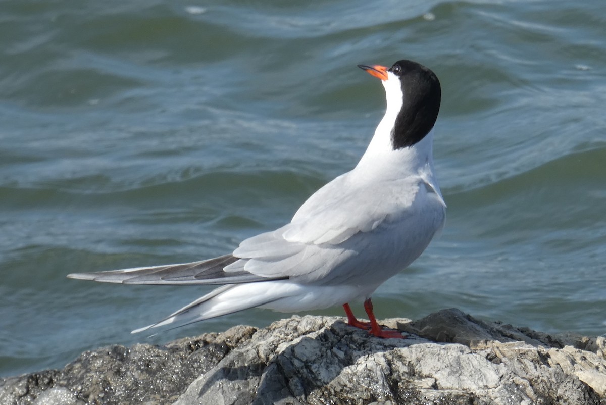 Common Tern - Anonymous