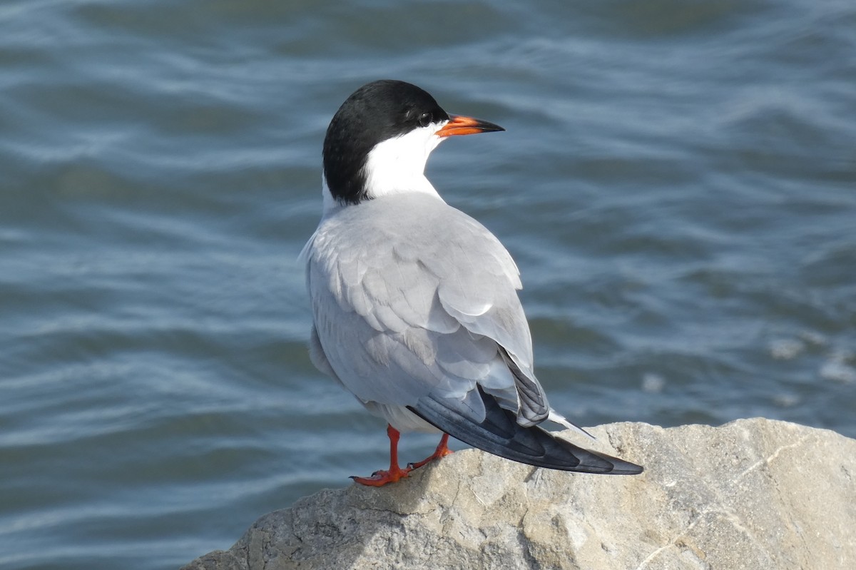 Common Tern - ML581288311