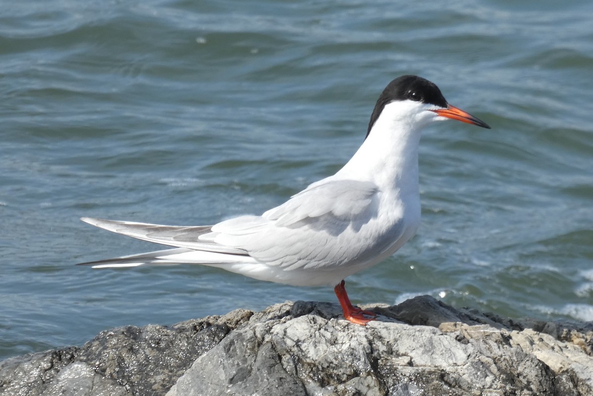 Common Tern - ML581288331