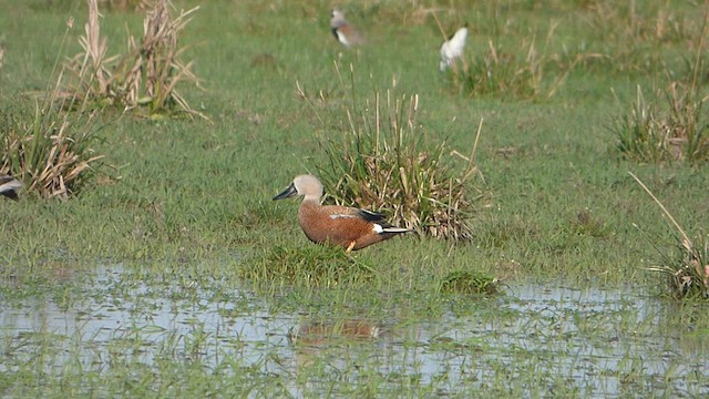 Red Shoveler - ML581288571