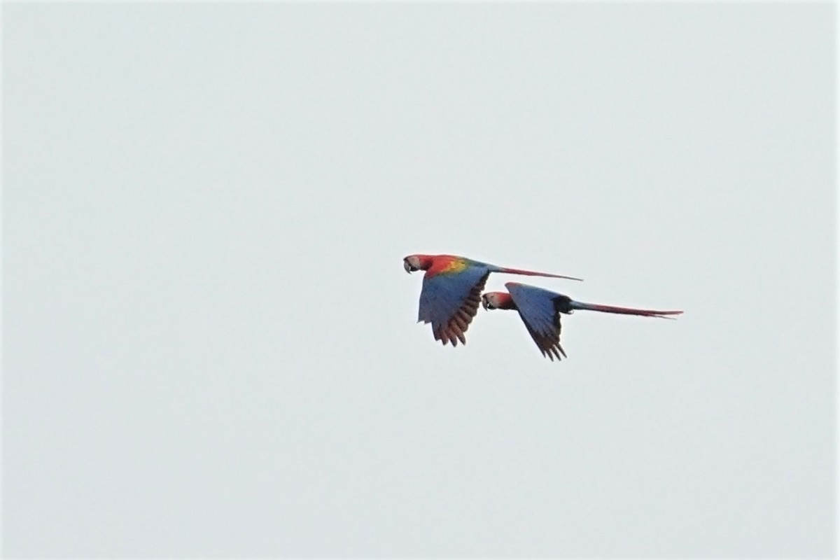 Scarlet Macaw - ML58128921