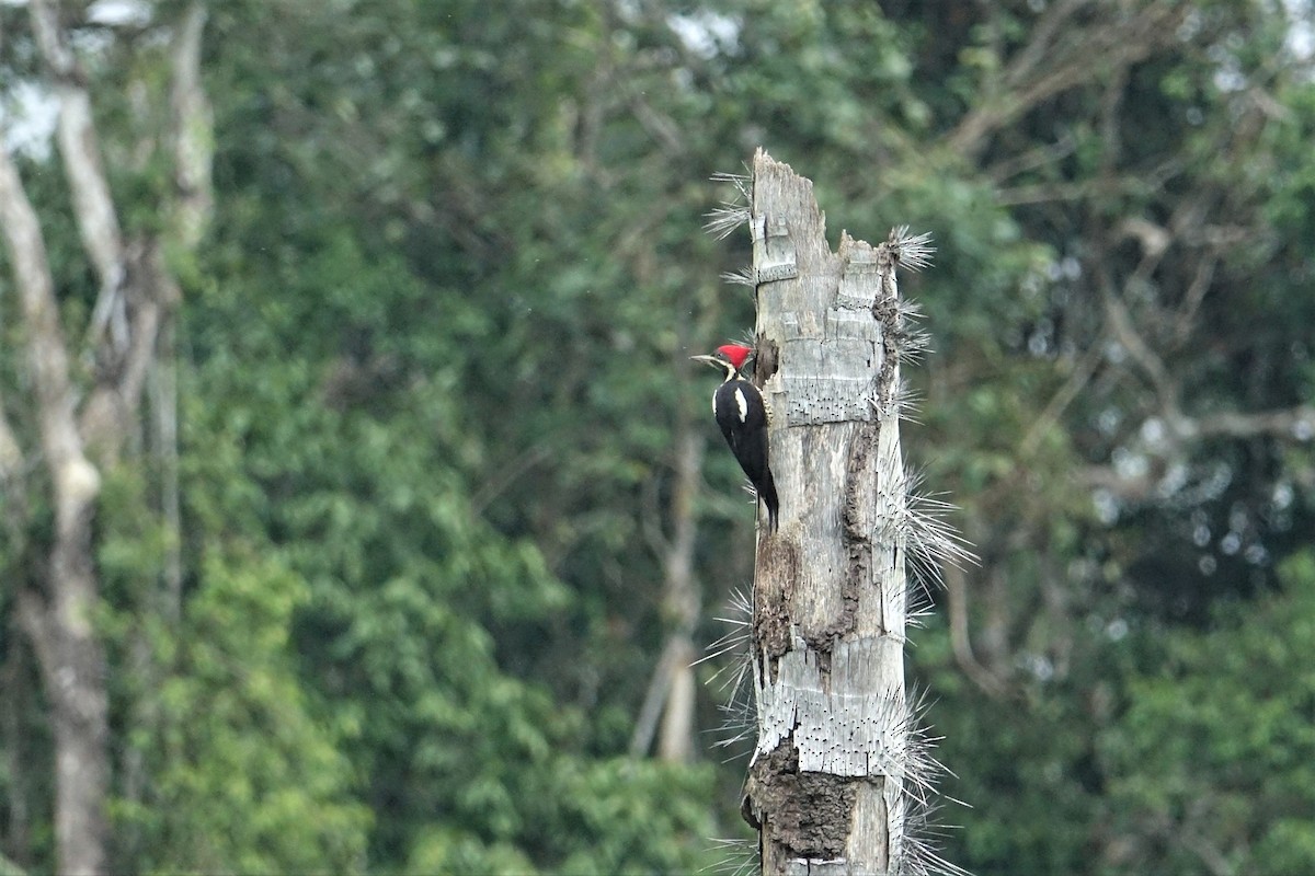 Lineated Woodpecker - ML58129131