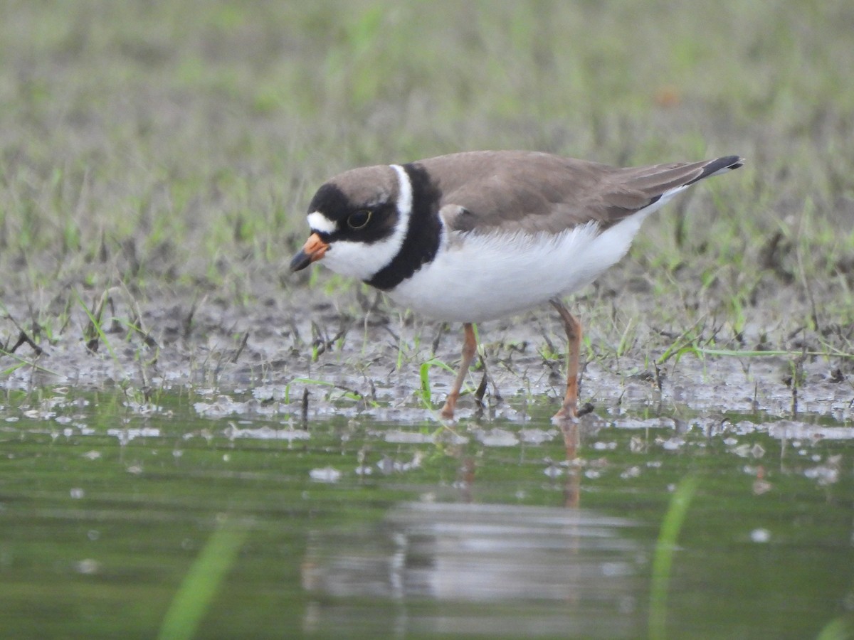 Semipalmated Plover - ML581292051