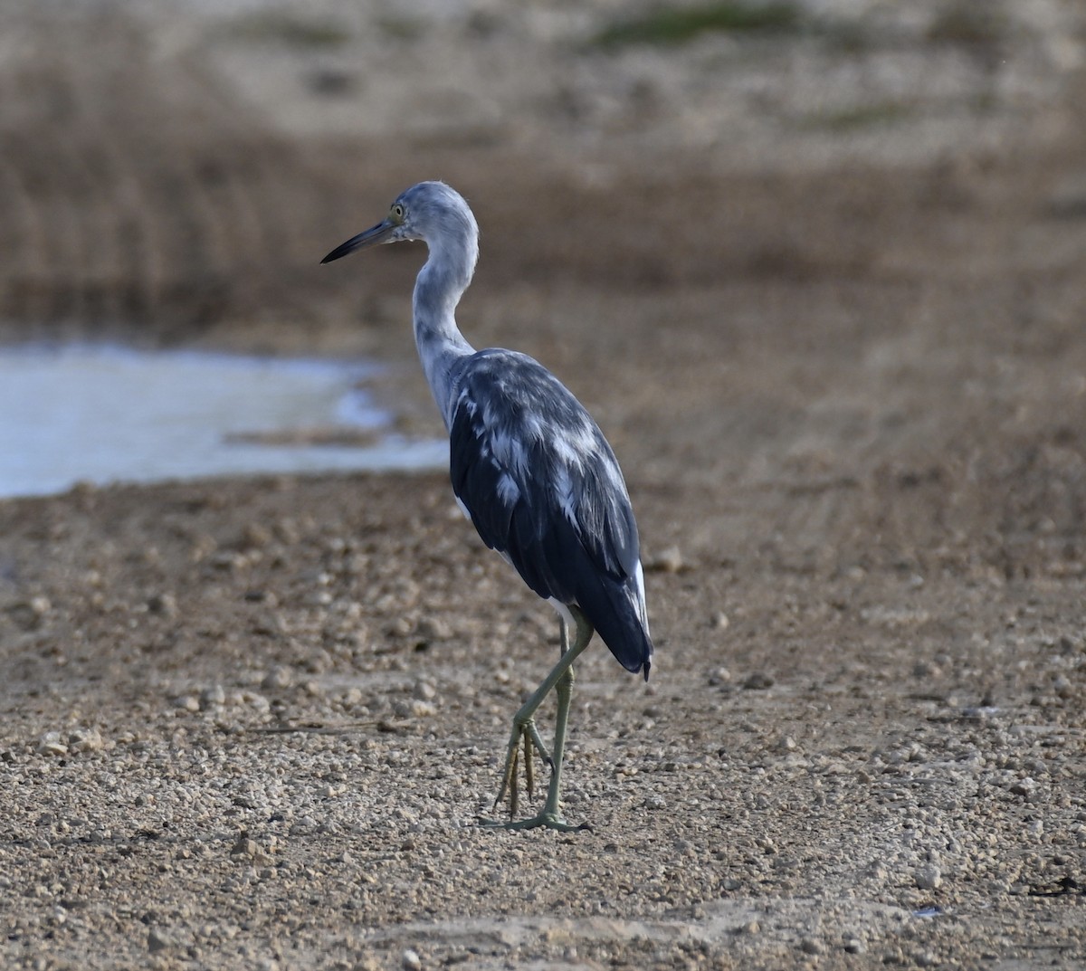 Little Blue Heron - ML581292071