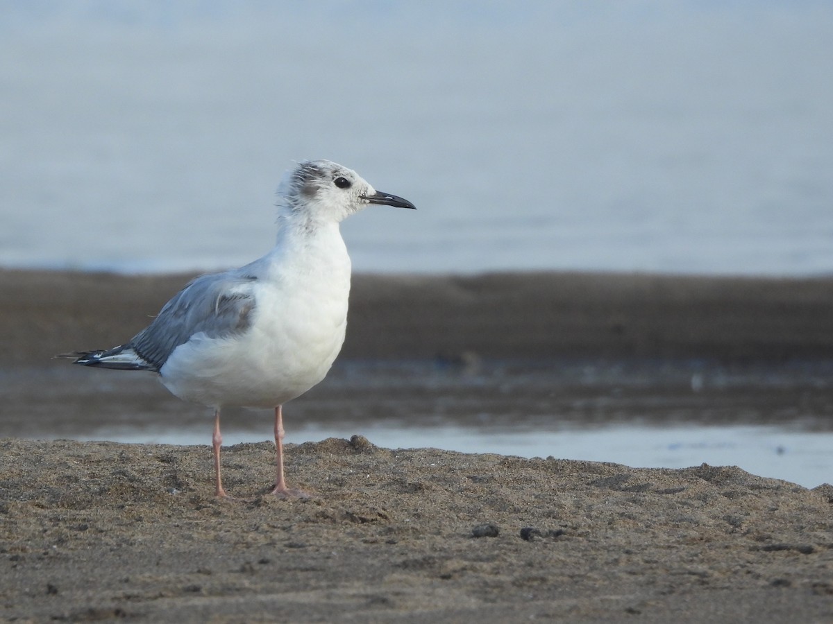 Bonaparte's Gull - ML581292131