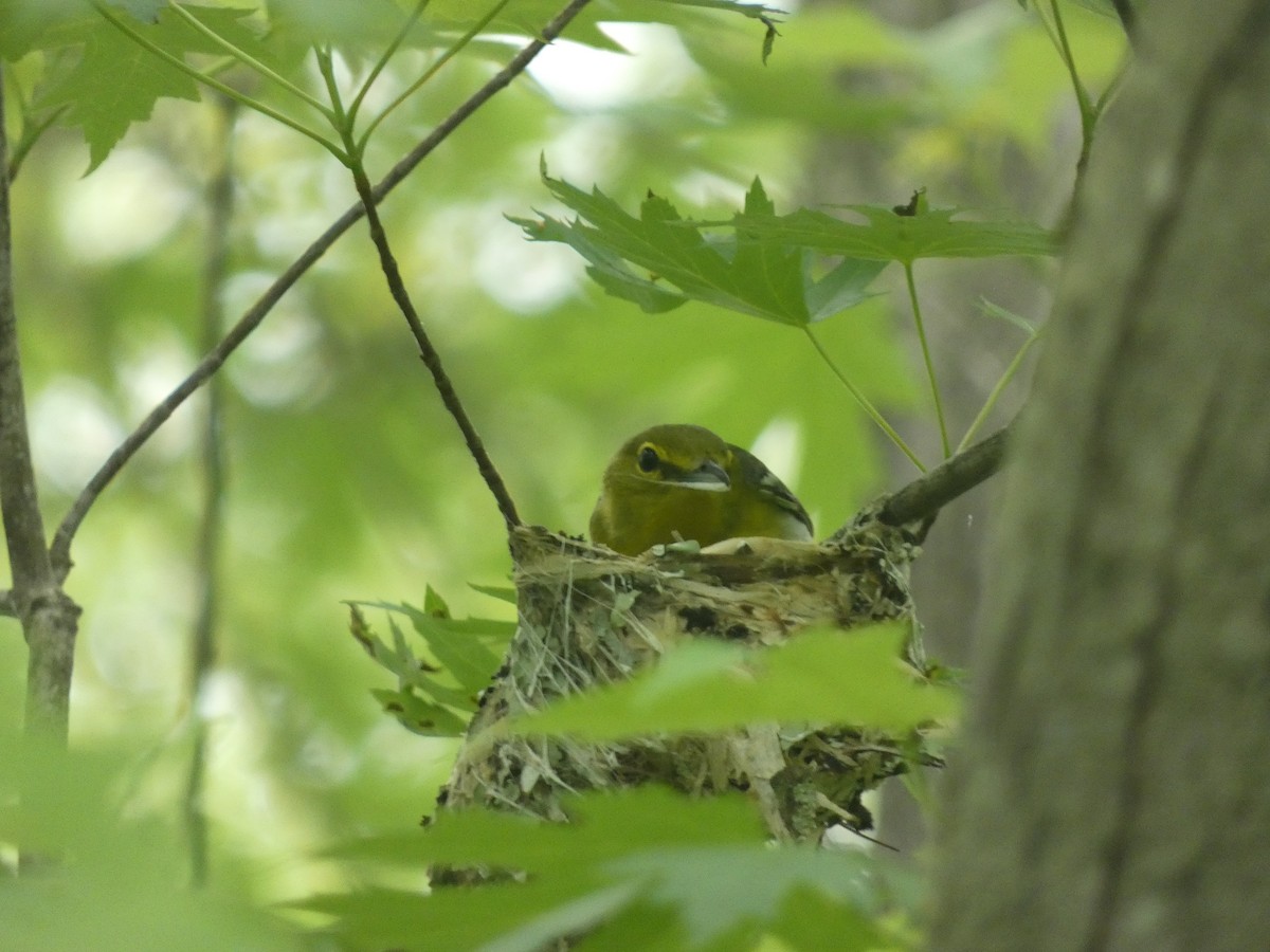 Yellow-throated Vireo - William Buswell