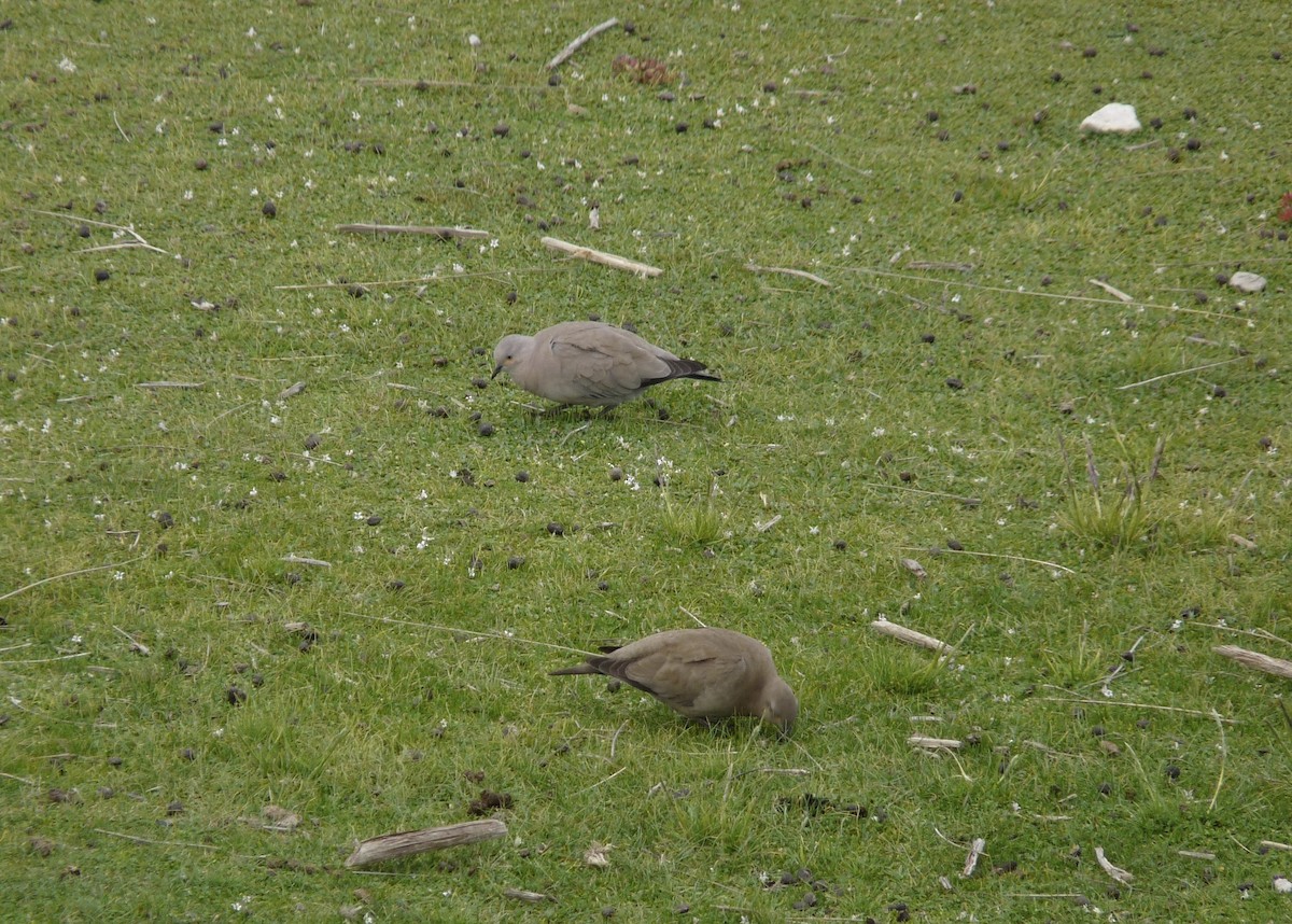 Black-winged Ground Dove - ML581292441