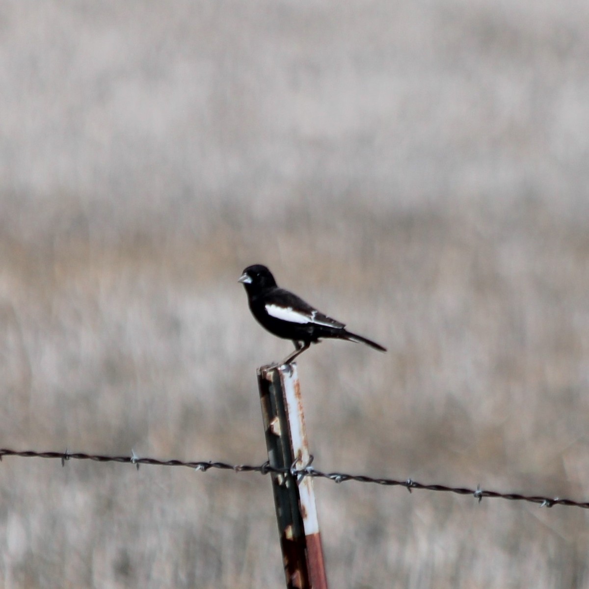 Lark Bunting - Kenneth Zillig