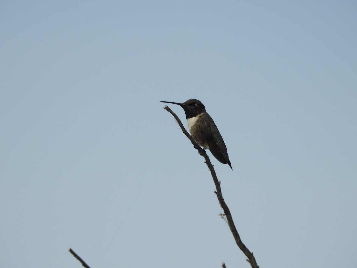 Black-chinned Hummingbird - ML581292491