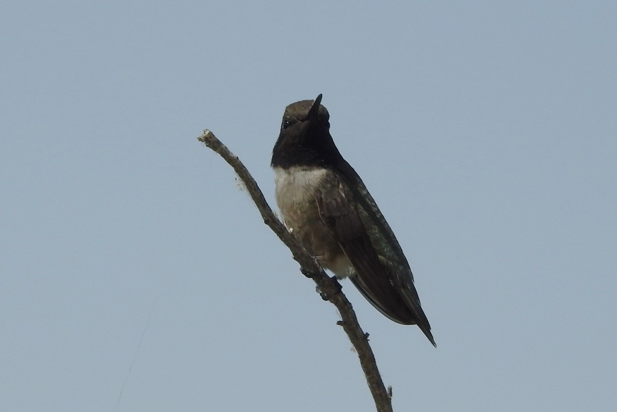 Black-chinned Hummingbird - ML581292891