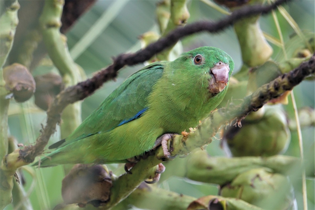 Riparian Parrotlet - ML58129291