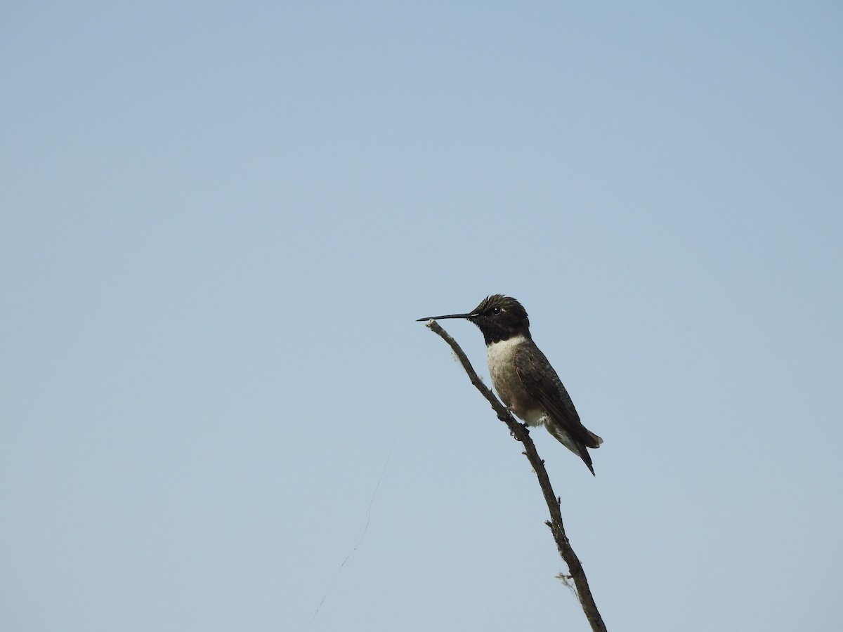 Black-chinned Hummingbird - Pamela Goolsby