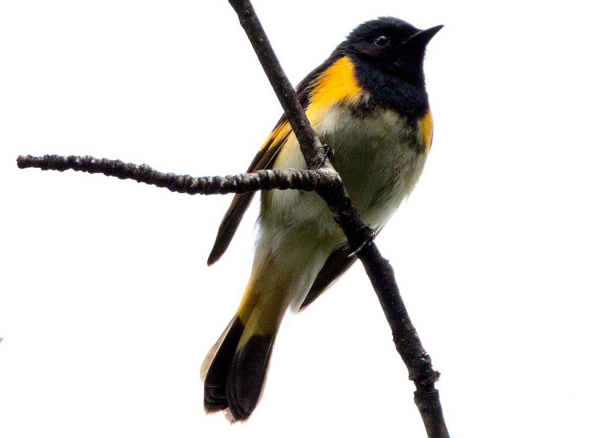 American Redstart - James Zuelow