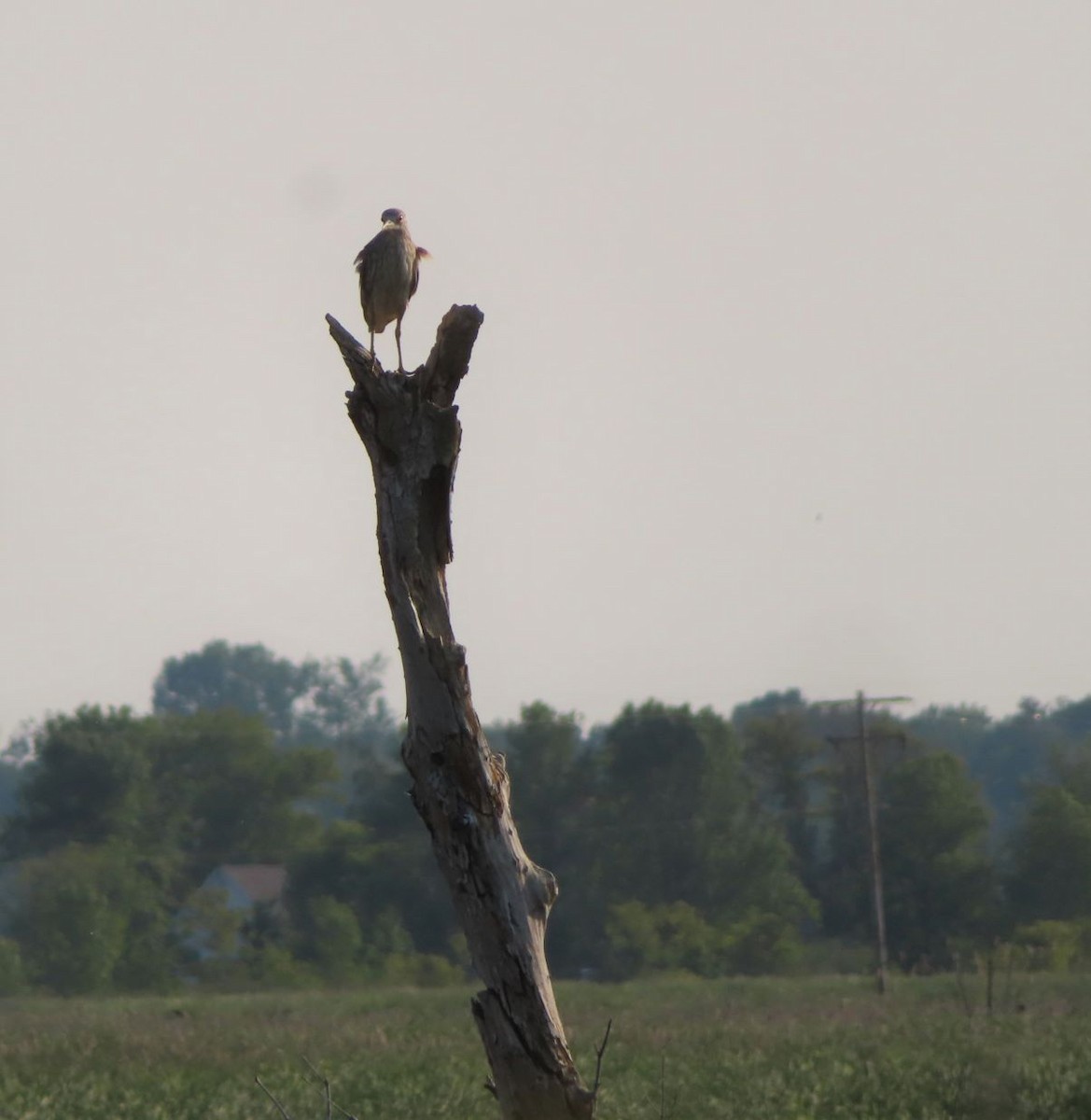 Black-crowned Night Heron - ML581293721