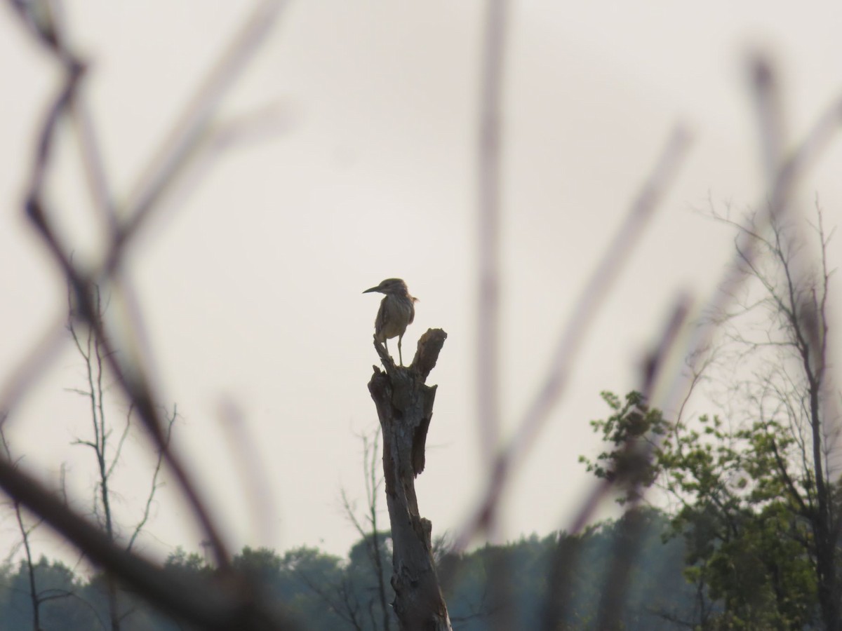 Black-crowned Night Heron - ML581293801